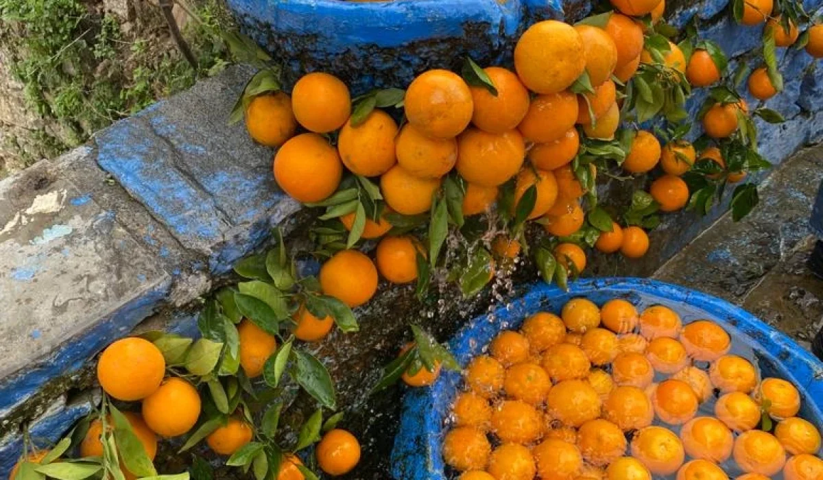 WhatsApp Image 2023-04-11 at 10.52.03 (1)